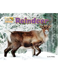 Reindeer