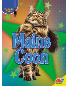 Maine Coon