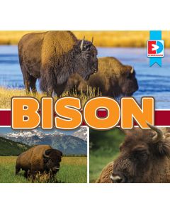 Bison