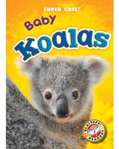 Baby Koalas