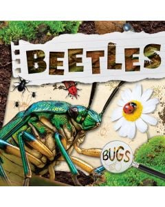 Beetles