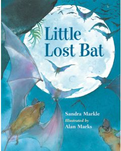 Little Lost Bat