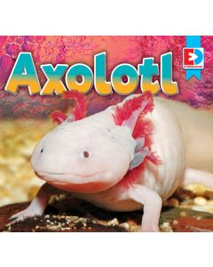 Axolotl