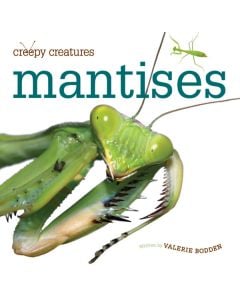 Mantises