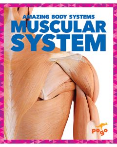 Muscular System