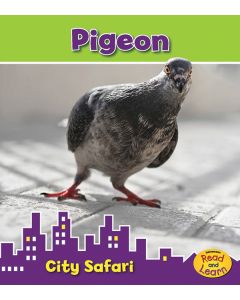 Pigeon: City Safari