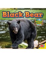 Black Bear