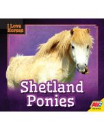 Shetland Ponies