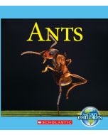 Ants