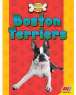 Boston Terriers