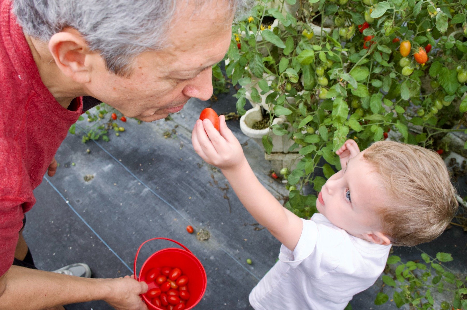 Fresh Tomatoes